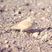 Desert Lark